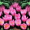 (20) Crocus- Zonatus 3