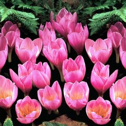 (20) Crocus- Zonatus 2