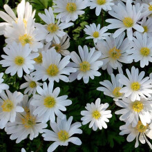 (20) Anemone Blanda (Windflower) White Splendour