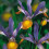 (10) IRIS HOLLANDICA FRANS HALS 3