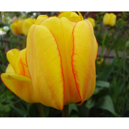 (20) BLUSHING APELDOORN  DARWIN HYBRID TULIPS 1