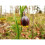 (10) FRITILLARIA  UVA-VULPIS (FOXS GRAPE) 3