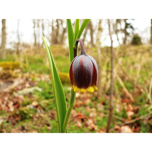 (10) FRITILLARIA  UVA-VULPIS (FOXS GRAPE) 2