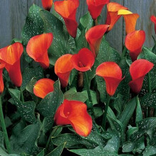 (3) ZANTEDESCHIA FLAME CALLA (Arum) Lily
