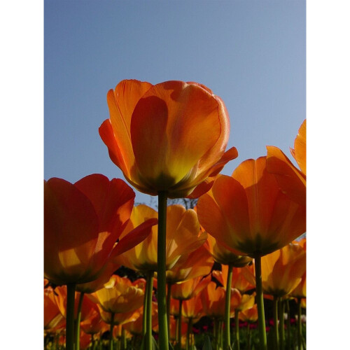 (20) BLUSHING APELDOORN  DARWIN HYBRID TULIPS 2