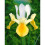 (10) IRIS HOLLANDICA APOLLO 3