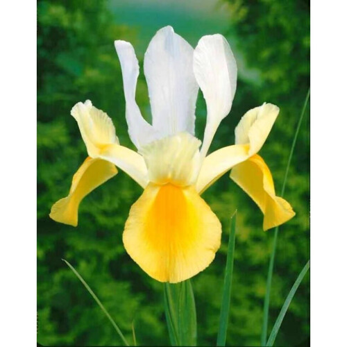 (10) IRIS HOLLANDICA APOLLO 2