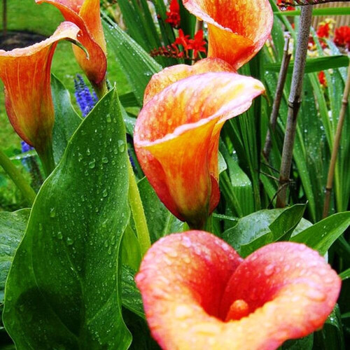 (3) ZANTEDESCHIA  FLAME  CALLA  (Arum) Lily 1