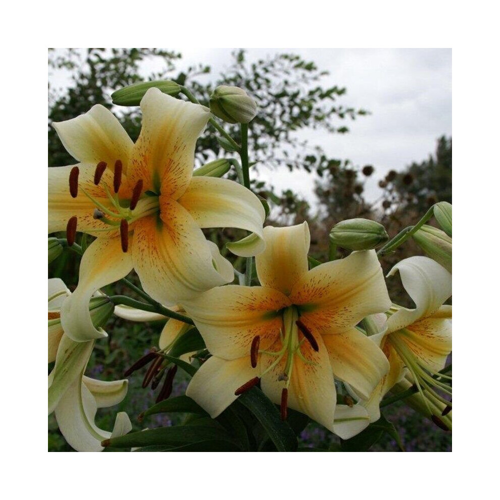 (1) MISTER CAS  ORIENTAL TRUMPET LILY (TREE LIKE LILY)
