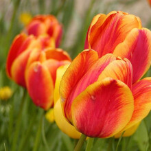 (10) APELDOORN ELITE DARWIN HYBRID TULIPS
