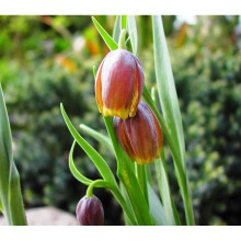 (10) FRITILLARIA UVA-VULPIS (FOXS GRAPE)