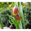(10) FRITILLARIA  UVA-VULPIS (FOXS GRAPE) 1