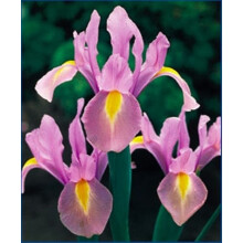 (20) IRIS HOLLANDICA ROSARIO