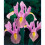 (20) IRIS HOLLANDICA ROSARIO 1
