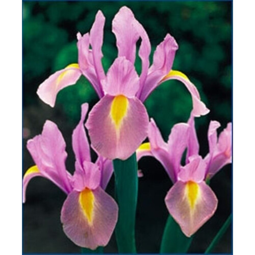 (20) IRIS HOLLANDICA ROSARIO