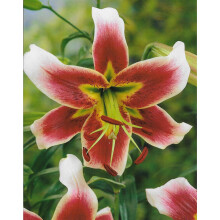 (3) LESLIE WOODRIFF ORIENTAL TRUMPET LILY (TREE LIKE LILY)