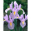 (20) IRIS HOLLANDICA ROSARIO 2