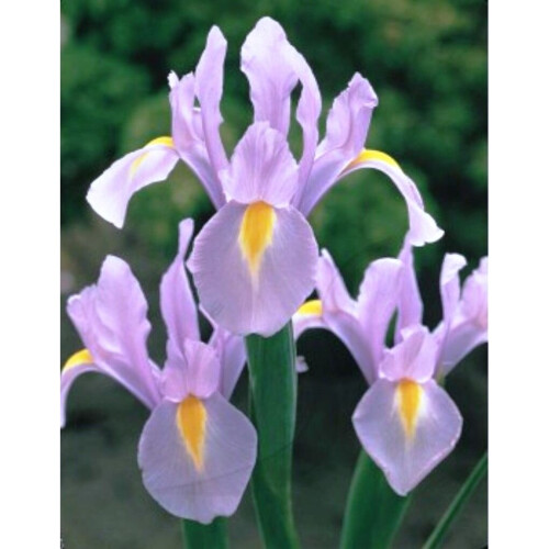 (20) IRIS HOLLANDICA ROSARIO 1