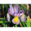 (20) IRIS HOLLANDICA ROSARIO 3