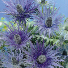 (3) ERYNGIUM BLUE STAR SEA HOLLY