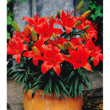 (12) CRIMSON PIXIE DWARF ASIATIC LILY