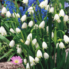 (6) Ready Potted 9cm Pot LEUCOJUM AESTIVUM GIANT SNOWDROP (SUMMER SNOWFLAKE)