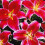 (1) STARGAZER Oriental Lily 3
