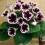 (1) KAISER WILHELM GLOXINIA   BULBS/CORMS 1