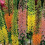 (1) EREMURUS MIXED (STENOPHYLLUS) FOXTAIL LILY 2