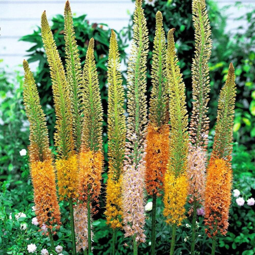 (6) EREMURUS MIXED (STENOPHYLLUS) FOXTAIL LILY