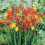 (10) CROCOSMIA MIXED 1