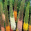 (1) EREMURUS MIXED (STENOPHYLLUS) FOXTAIL LILY 3