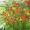 (10) CROCOSMIA MIXED 2