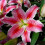 (3) STARGAZER Oriental Lily 2