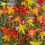 (10) CROCOSMIA MIXED 3