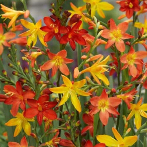 (10) CROCOSMIA MIXED 2