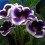 (3) KAISER WILHELM GLOXINIA   BULBS/CORMS 2