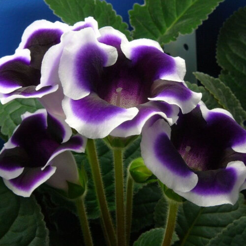 (3) KAISER WILHELM GLOXINIA   BULBS/CORMS 1
