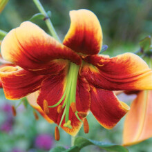 (24) FRAULEIN CORNELIA ORIENTAL TRUMPET LILY (TREE LIKE LILY)