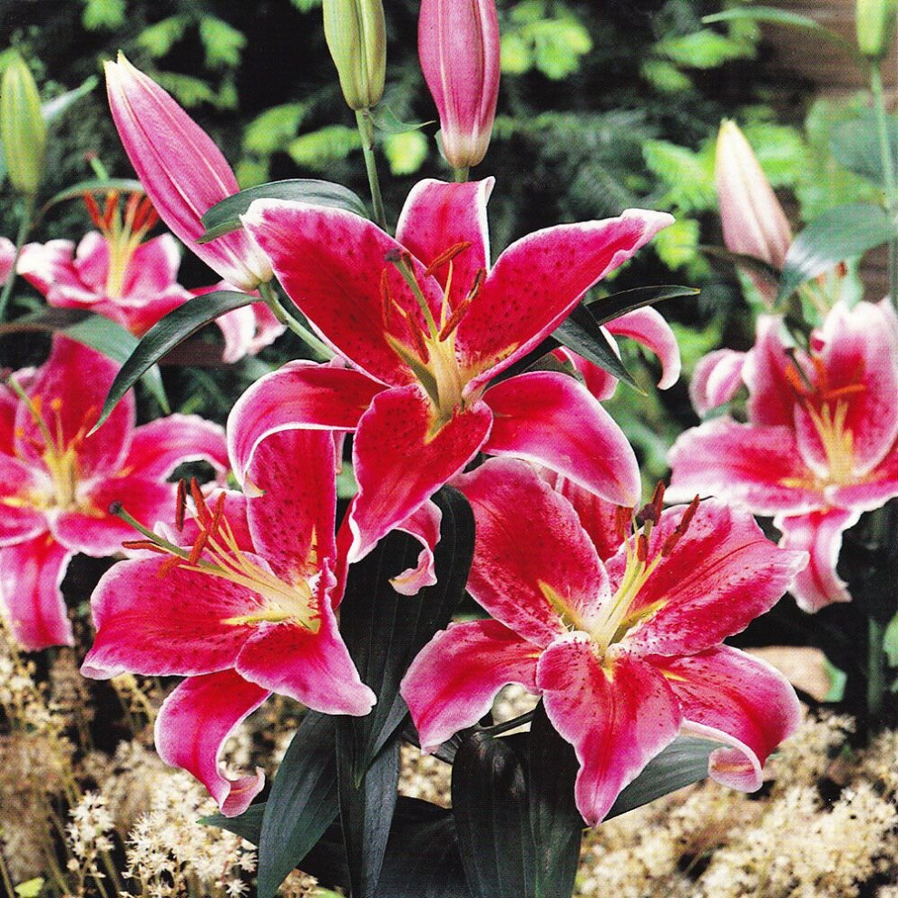 (12) STARGAZER Oriental Lily