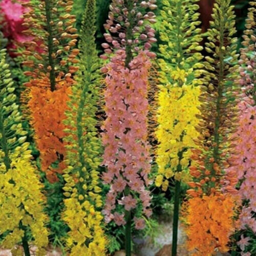 (3) EREMURUS MIXED (STENOPHYLLUS) FOXTAIL LILY 1