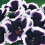 (3) KAISER WILHELM GLOXINIA   BULBS/CORMS 3