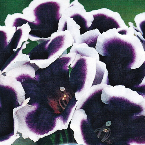 (3) KAISER WILHELM GLOXINIA   BULBS/CORMS 2