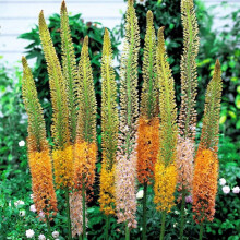 (1) EREMURUS MIXED (STENOPHYLLUS) FOXTAIL LILY