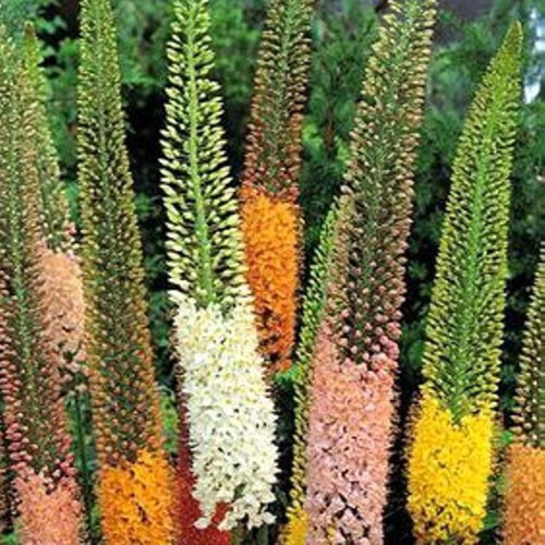 (3) EREMURUS MIXED (STENOPHYLLUS) FOXTAIL LILY 2