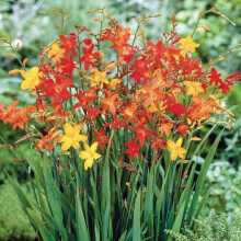 (100) CROCOSMIA MIXED
