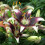 (3) NETTYS PRIDE ASIATIC LILY 1