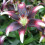 (3) NETTYS PRIDE ASIATIC LILY 2