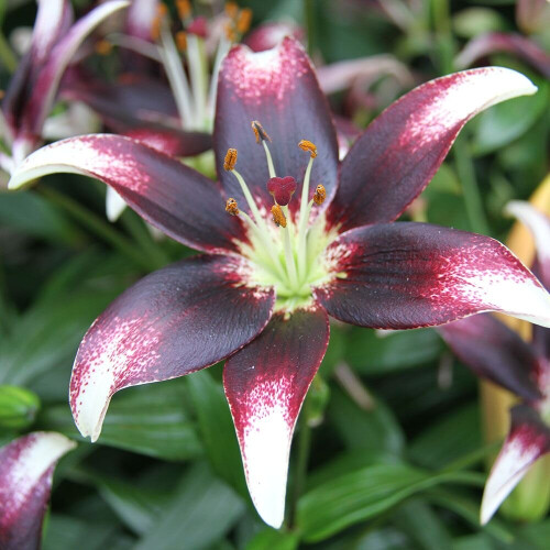 (3) NETTYS PRIDE ASIATIC LILY 1
