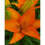 (3) ORANGE TON ASIATIC LILY 1